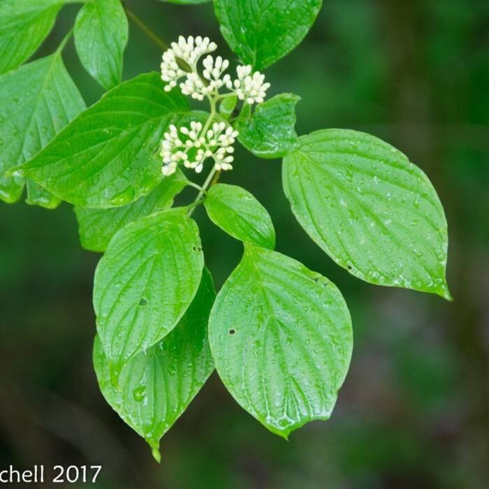 Alternate-leaf (pagoda) dogwood reference photo 10