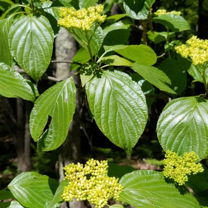 Alternate-leaf (pagoda) dogwood reference photo 5