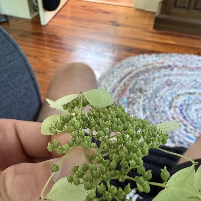 Wild hydrangea