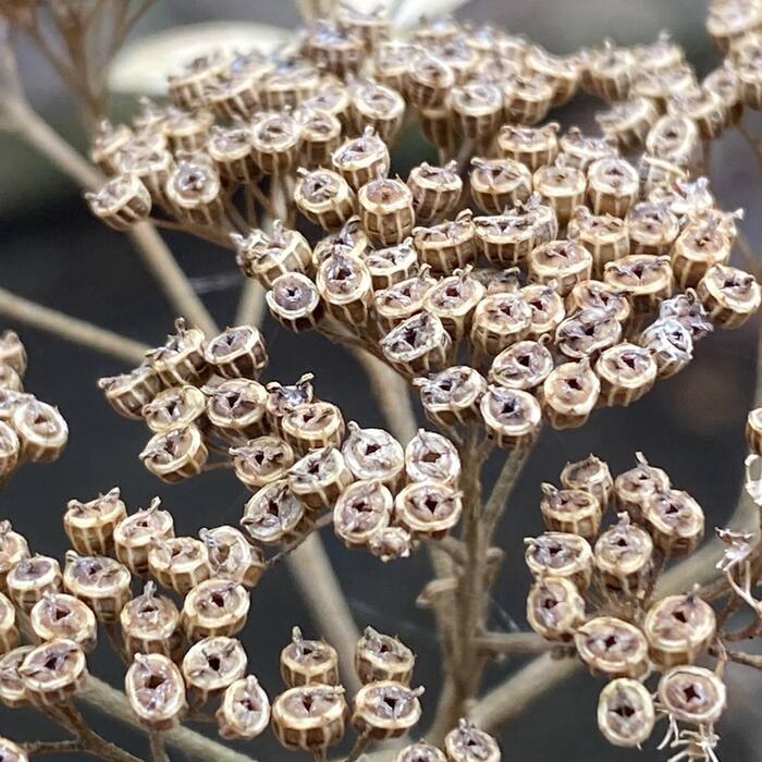 Wild hydrangea reference photo 6