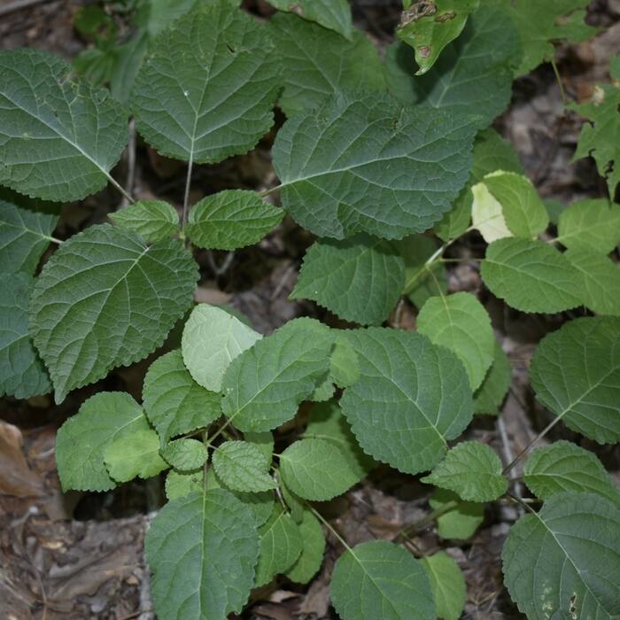 Wild hydrangea reference photo 7
