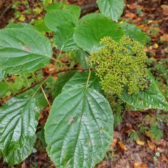 Wild hydrangea reference photo 8