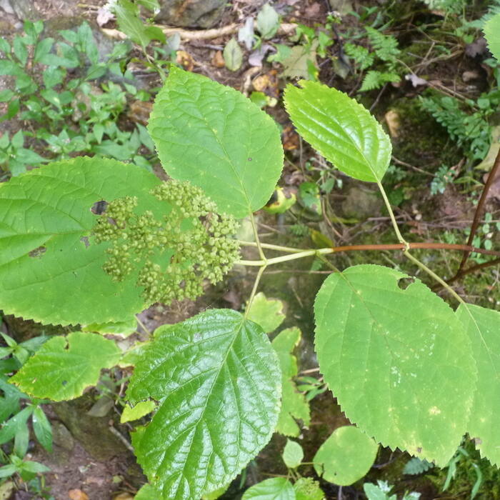 Wild hydrangea reference photo 5