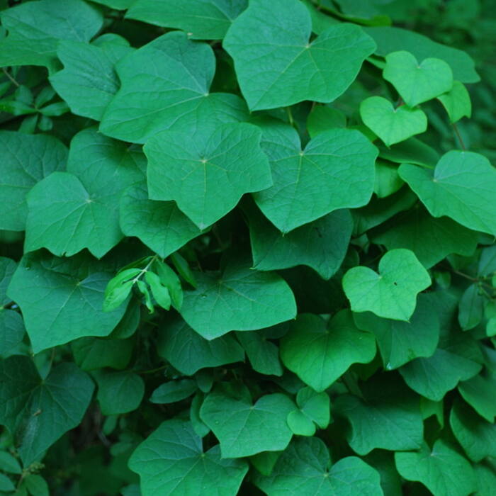 Canada moonseed reference photo 10