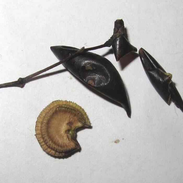 Canada moonseed reference photo 6