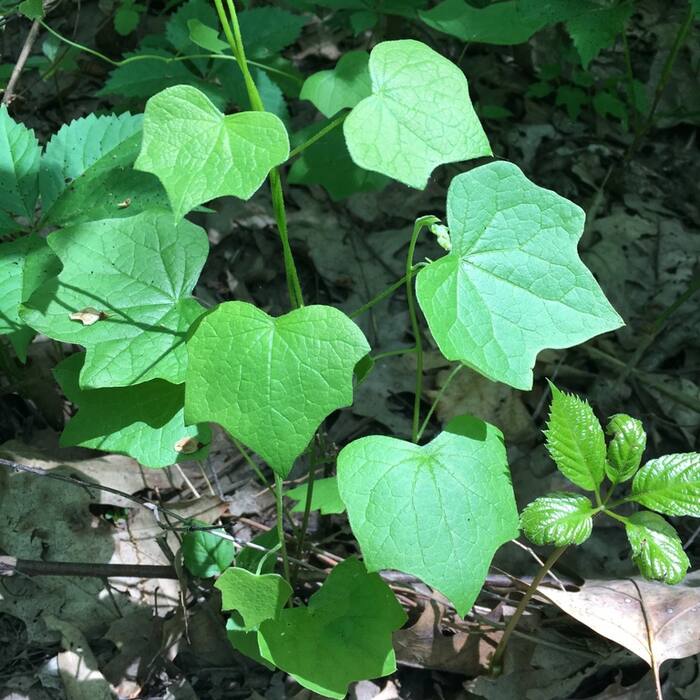 Canada moonseed reference photo 9