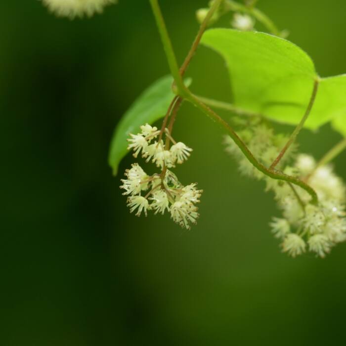 Canada moonseed reference photo 8
