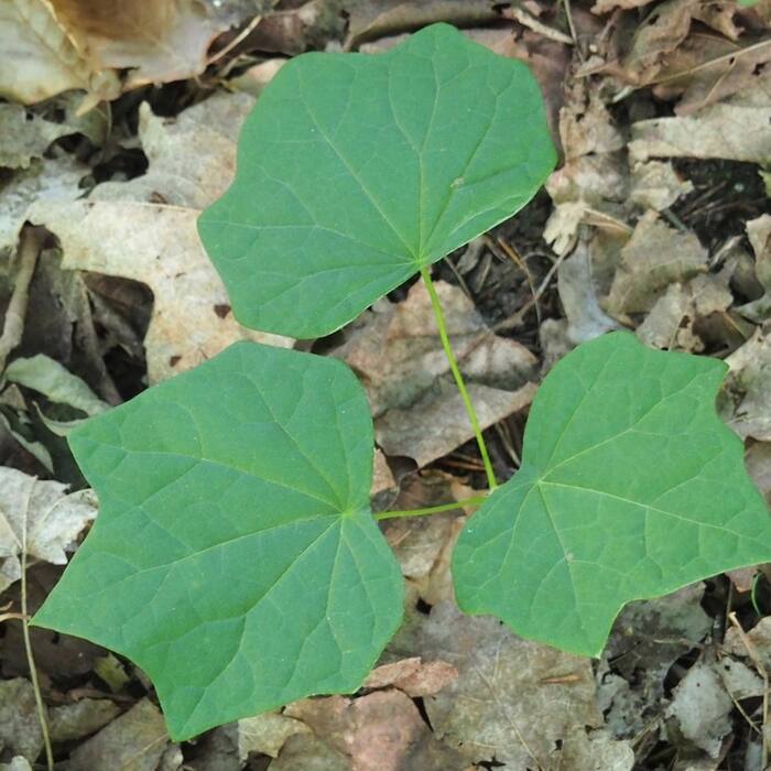 Canada moonseed reference photo 7