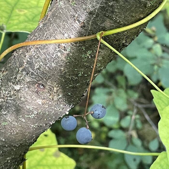 Canada moonseed reference photo 5