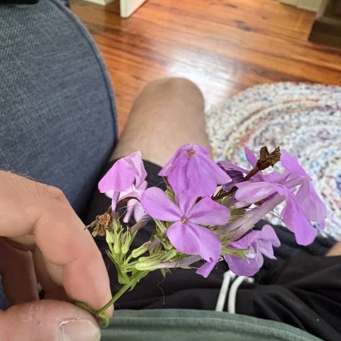 Carolina phlox