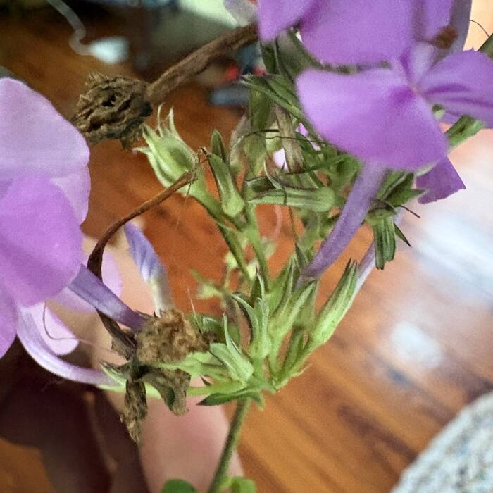 Carolina phlox photo 3