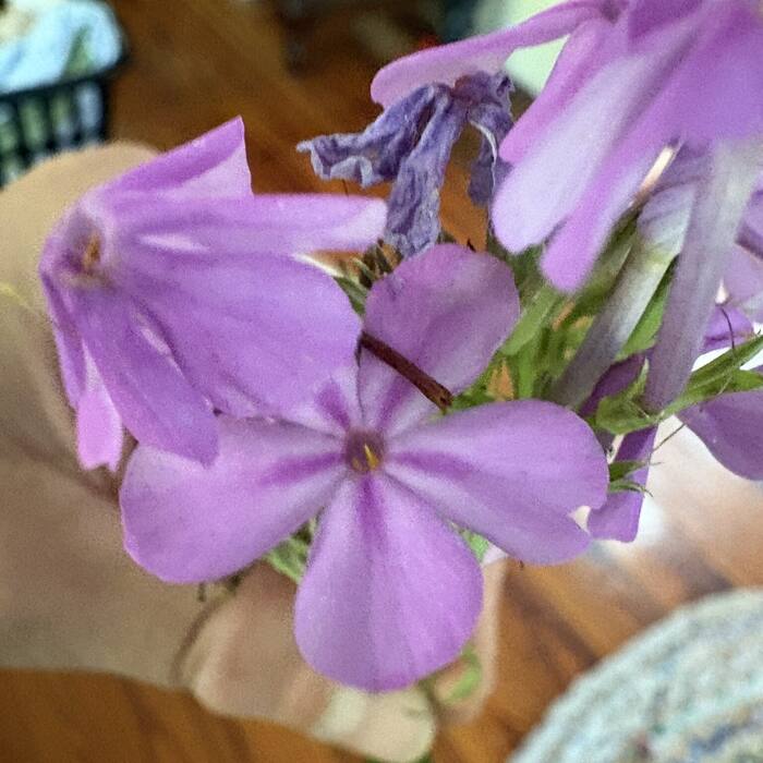 Carolina phlox photo 4