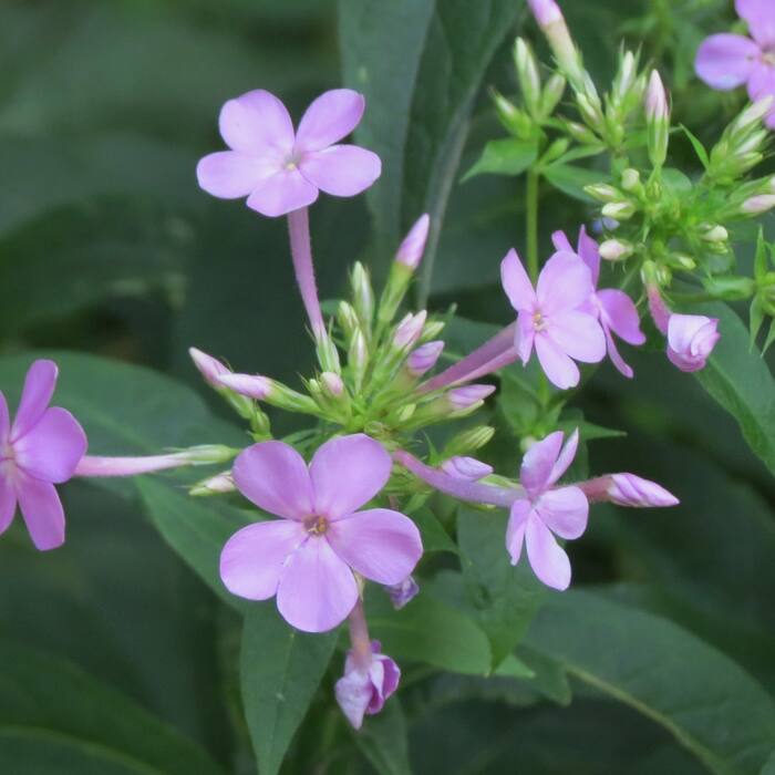 Carolina phlox reference photo 10