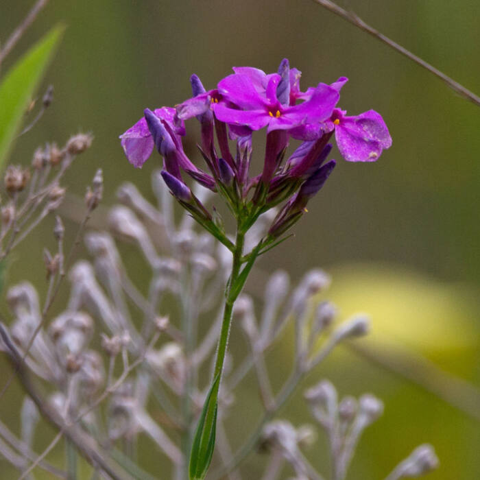 Carolina phlox reference photo 7