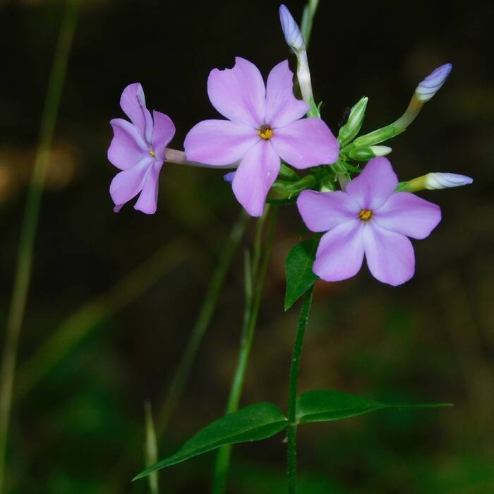 Carolina phlox reference photo 3