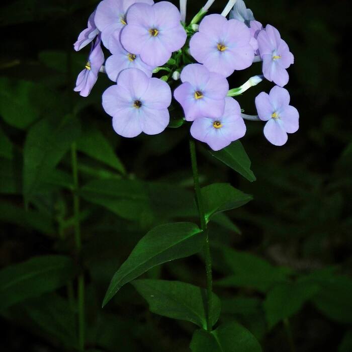 Carolina phlox reference photo 1