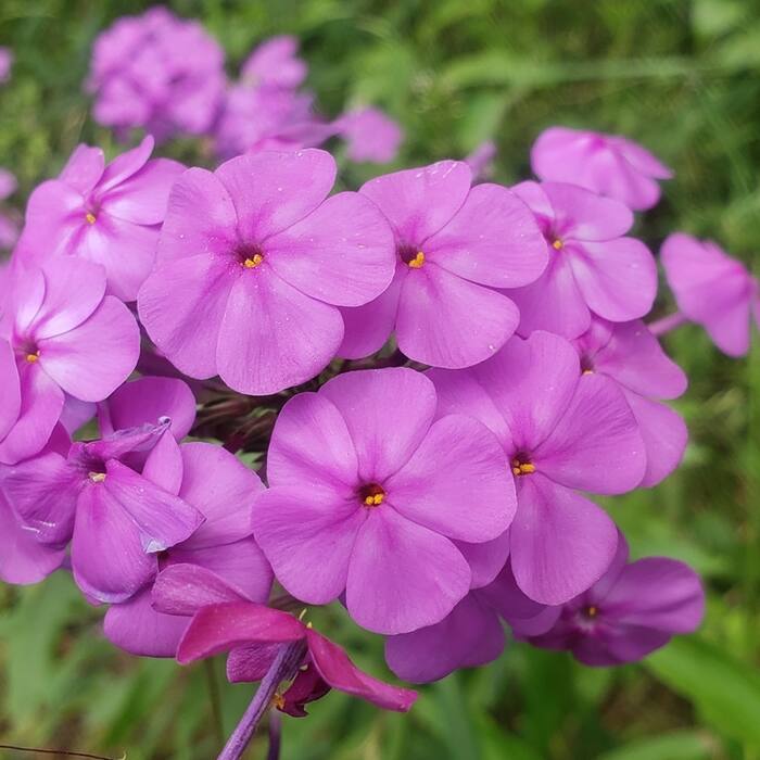 Carolina phlox reference photo 6