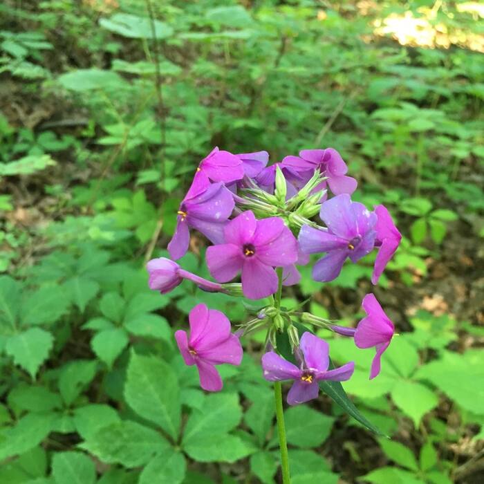 Carolina phlox reference photo 8