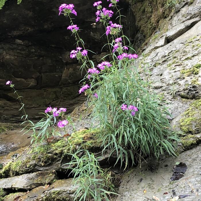 Carolina phlox reference photo 5