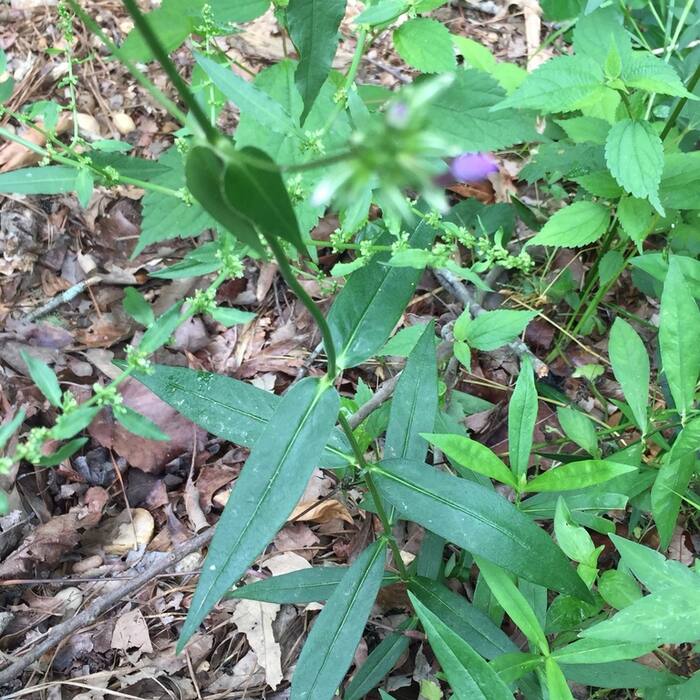 Carolina phlox reference photo 9